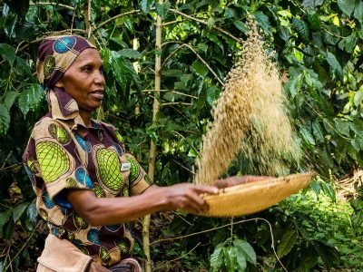 Gibbs-Farm-Cultivating-coffee111