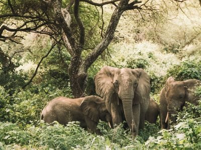 Gibbs-Farm-Elephants-on-safari
