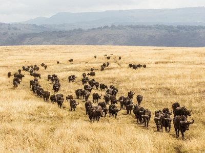 Gibbs-Farm-buffalo-herd