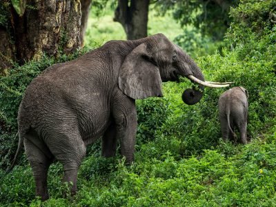 Gibbs-Farm-elephant-and-calf-1