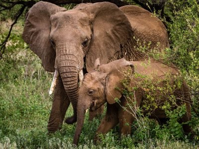 Gibbs-Farm-elephant-mom-and-calf