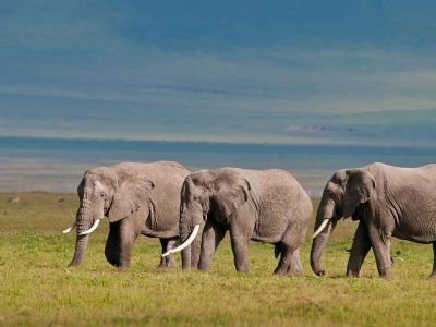 Gibbs-Farm-elephants-herd
