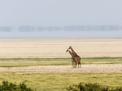 Gibbs-Farm-giraffe