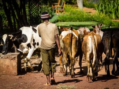 Gibbs-Farm-herd-of-cows