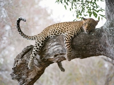 Gibbs-Farm-leopard-in-tree