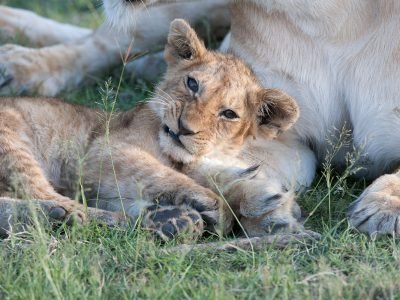 Gibbs-Farm-lion-cub-1