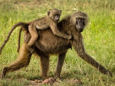 Gibbs-Farm-monkey