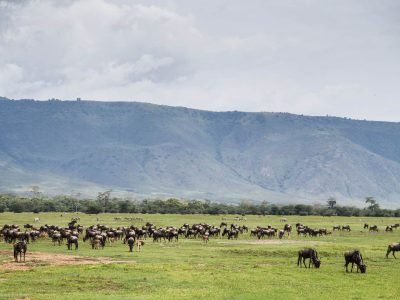 Gibbs-Farm-wildebeest-Herd