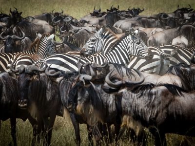 Gibbs-Farm-wildebeest-zebra