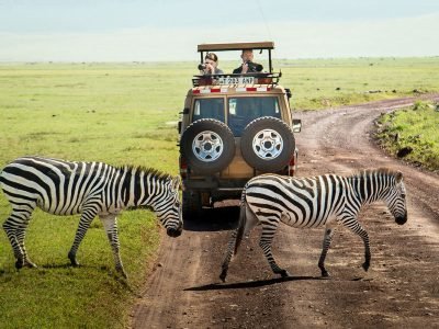 Gibbs-Farm-zebra-crossing