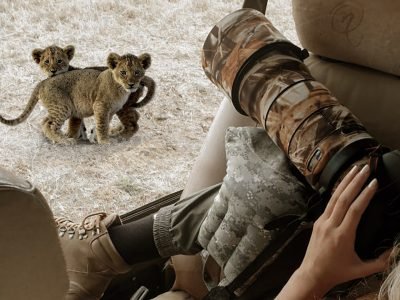 One Nature Photo Lion cubs
