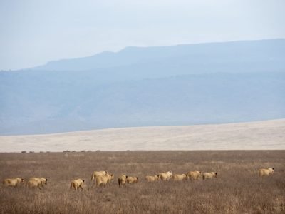 entamanu-ngorongoro-627654-original