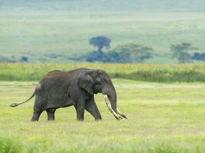 entamanu-ngorongoro-627655-original