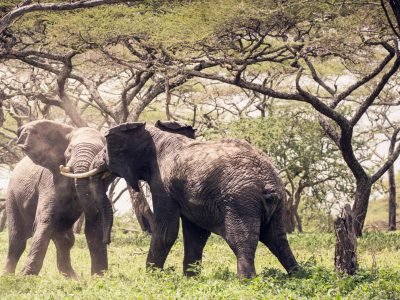 ml_elephant_bullfight