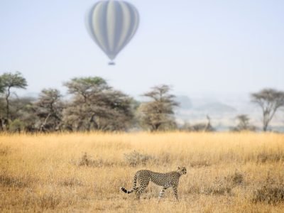 photo-1516628447431-e4a542b53330